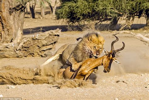 “The Antelope Hunt”：色彩斑斕的動態捕捉，展現野性之美